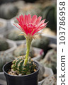 Cactus with flowers called "Lobivia sp." 103786958