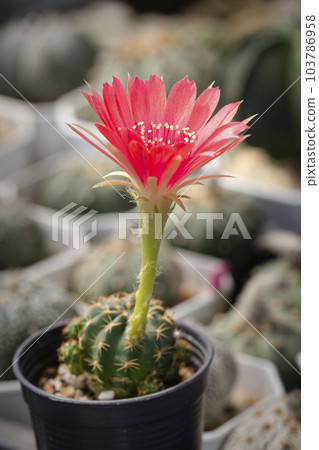 Cactus with flowers called "Lobivia sp." Cactus with flowers called "Lobivia sp." 103786958