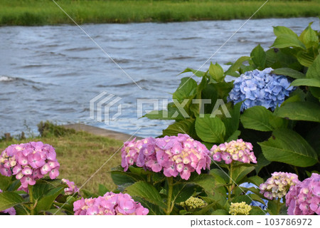 道之站多古繡球花博物館繡球花 道之站多古繡球花博物館繡球花 103786972