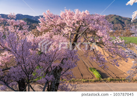 《長野縣》六道之堤與盛開的櫻花 103787045