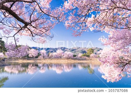 《長野縣》六道之堤與盛開的櫻花 103787086