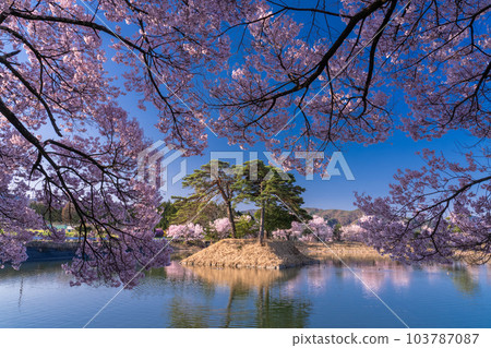 《長野縣》六道之堤與盛開的櫻花 103787087