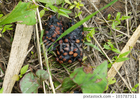 wildlife excrement wildlife excrement 103787311