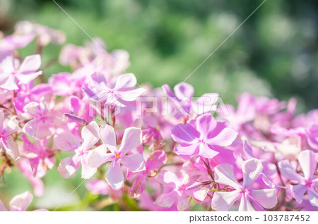 Spring flower lilac Spring flower lilac 103787452