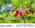 Bright red Hydrangea blooming in the Kamakura garden 103787854
