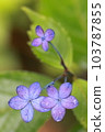 Forehead hydrangea blooming after rain at Hase-dera temple in Kamakura 103787855