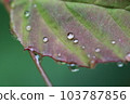 Drops on leaves after rain Part_01 103787856