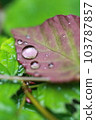 Drops on leaves after rain Part_02 103787857