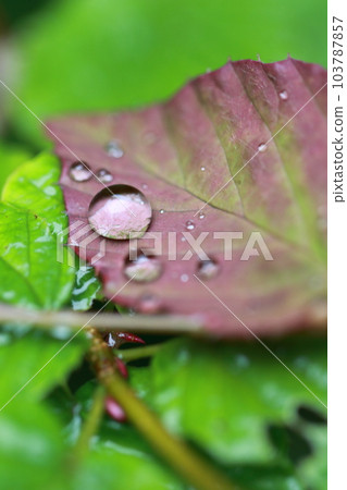 雨後落葉 Part_02 103787857