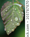 Drops on leaves after rain Part_03 103787870