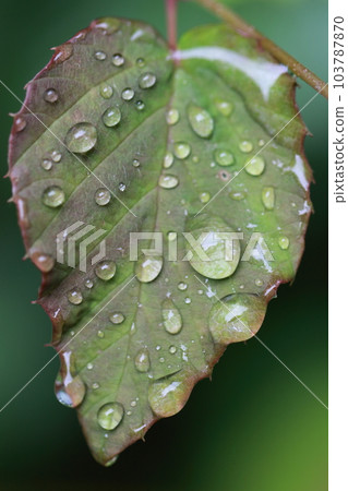 Drops on leaves after rain Part_03 Drops on leaves after rain Part_03 103787870
