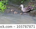 Parent and child mallards entering the river 103787871