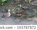A parent and child mallard emerge from the river 103787872