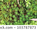 Macro photography of moss at Keikan Sanso in Kamakura 103787873