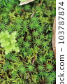 Macro photography of moss at Keikan Sanso in Kamakura 103787874