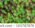 Macro photography of moss at Keikan Sanso in Kamakura 103787876