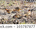 Woodcock in Maioka Park 103787877