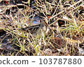 Snipe of Maioka Park 103787880