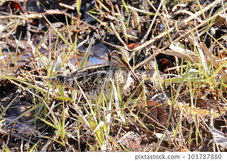 Snipe of Maioka Park Snipe of Maioka Park 103787880