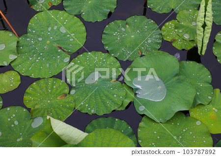 荷葉排斥水滴 103787892