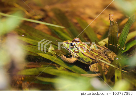 一隻青蛙 103787893