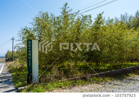 天然紀念物篠原金明築|竹像|石川縣加賀市 天然紀念物篠原金明築|竹像|石川縣加賀市 103787923