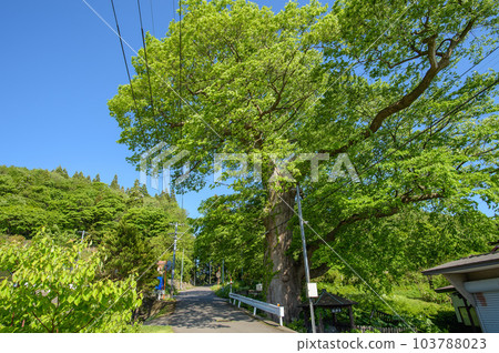 A large zelkova tree for the god of water, Fujisato Town, Akita Prefecture A large zelkova tree for the god of water, Fujisato Town, Akita Prefecture 103788023