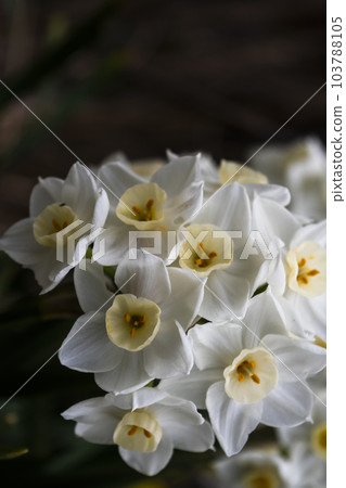 水仙 103788105