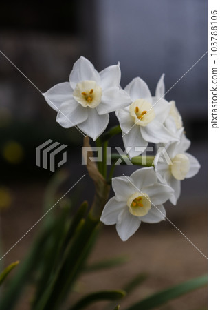 水仙 103788106