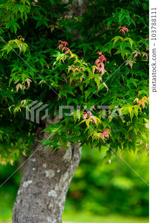 在新綠中閃耀的秋葉 103788111