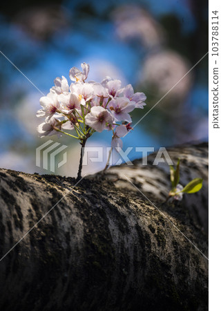Cherry blossoms Cherry blossoms 103788114