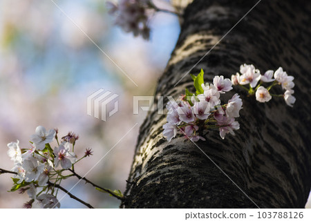 Cherry blossoms Cherry blossoms 103788126