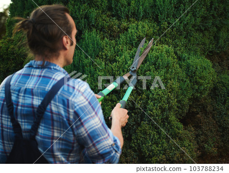 Rear view of a professional male gardener in blue gardening work uniform, using pruning shears or pruners, cutting hedge in backyard or garden. Landscaping. Garden decoration. Home maintenance concept 103788234
