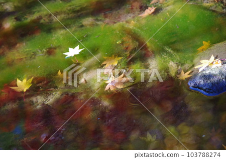 Autumn leaves floating on the surface of the water Autumn leaves floating on the surface of the water 103788274