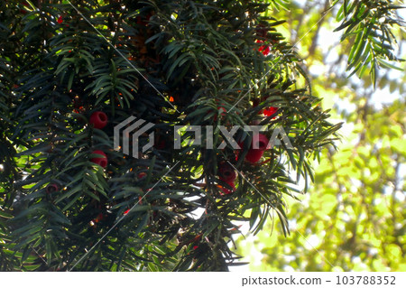 Fruits of the Yew tree Fruits of the Yew tree 103788352