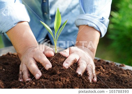 Tree growing with hand, eco earth day, save world, save earth, go green Tree growing with hand, eco earth day, save world, save earth, go green 103788393