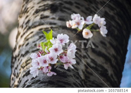Cherry blossoms Cherry blossoms 103788514