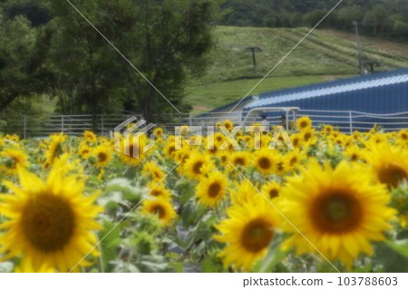 夏天的回憶是向日葵花田 夏天的回憶是向日葵花田 103788603