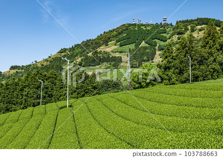 Tea plantation in Kakegawa City, Shizuoka Prefecture and letters of tea on the summit of Mt. Awagatake Tea plantation in Kakegawa City, Shizuoka Prefecture and letters of tea on the summit of Mt. Awagatake 103788663