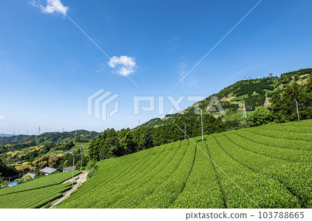 Tea plantation in Kakegawa City, Shizuoka Prefecture and letters of tea on the summit of Mt. Awagatake 103788665