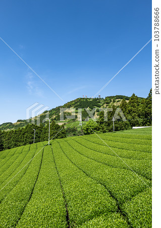 Tea plantation in Kakegawa City, Shizuoka Prefecture and letters of tea on the summit of Mt. Awagatake 103788666