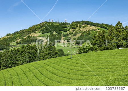 Tea plantation in Kakegawa City, Shizuoka Prefecture and letters of tea on the summit of Mt. Awagatake 103788667