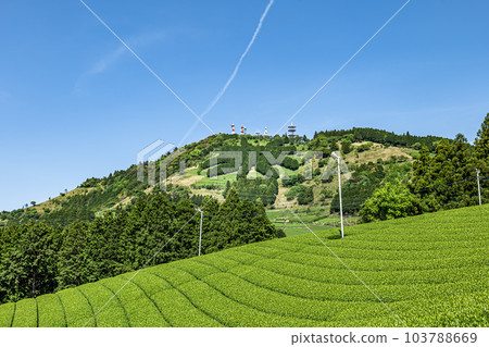 Tea plantation in Kakegawa City, Shizuoka Prefecture and letters of tea on the summit of Mt. Awagatake 103788669