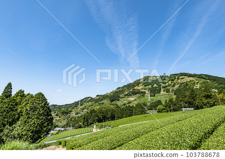 靜岡縣掛川市的茶園和粟嶽山頂的茶字 103788678