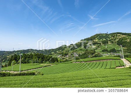 Tea plantation in Kakegawa City, Shizuoka Prefecture and letters of tea on the summit of Mt. Awagatake Tea plantation in Kakegawa City, Shizuoka Prefecture and letters of tea on the summit of Mt. Awagatake 103788684