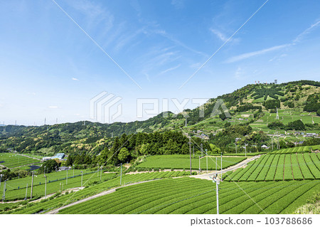 Tea plantation in Kakegawa City, Shizuoka Prefecture and letters of tea on the summit of Mt. Awagatake 103788686