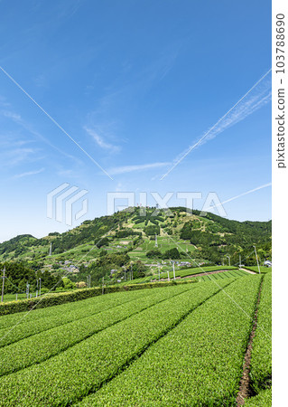 Tea plantation in Kakegawa City, Shizuoka Prefecture and letters of tea on the summit of Mt. Awagatake Tea plantation in Kakegawa City, Shizuoka Prefecture and letters of tea on the summit of Mt. Awagatake 103788690