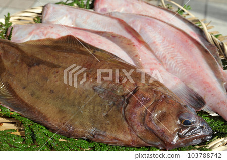 Flatfish gathering image 103788742