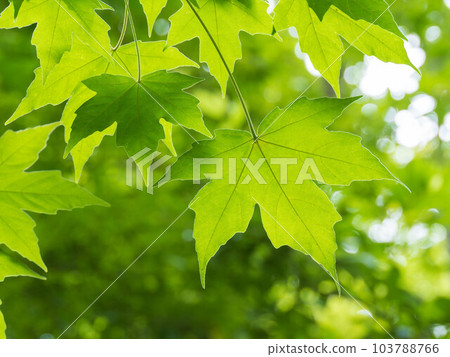新鮮的綠色楓葉 103788766