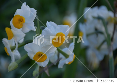 大阪鶴見綠地水仙花 大阪鶴見綠地水仙花 103788839